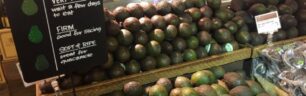 Thanks to Megatheriums and Glyptodons, the whole world enjoys avocados