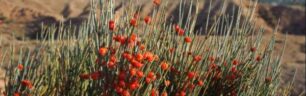 EPHEDRA