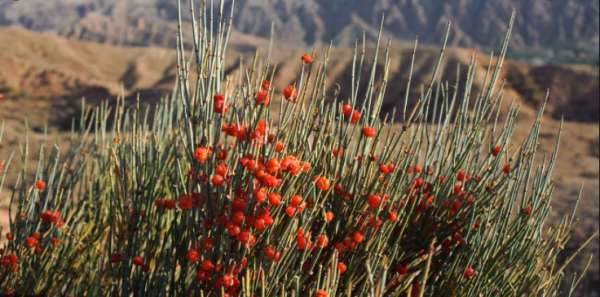 Wild ephedra plant Ephedra