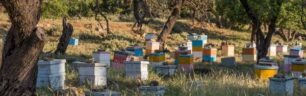 Manuka honey versus honey: key differences