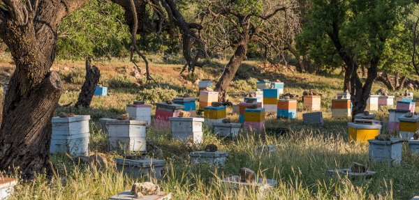 A peaceful field dotted with active beehives Beehives