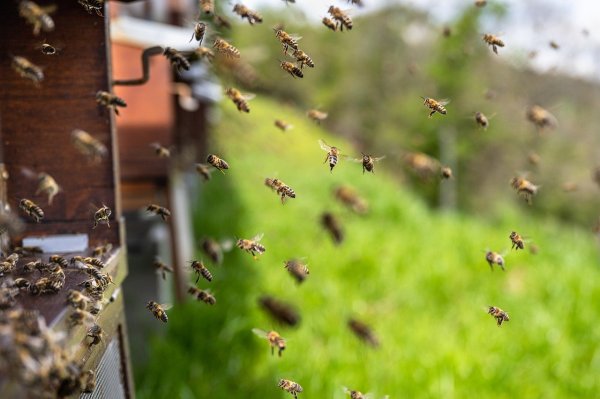 Bees at work near their hives in the field Bees