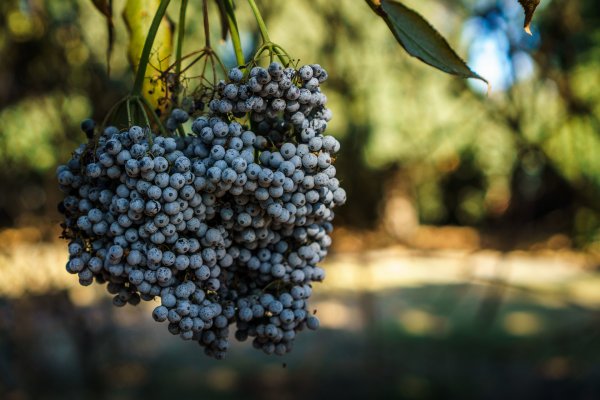 Blueberries