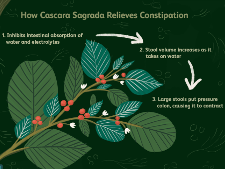 Brief explanation how cascara sagrada works Cascara sagrada