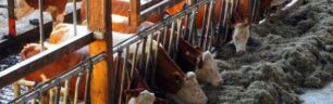 Farmers “prescribe” double the amount of antibiotics than doctors