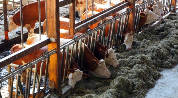 Cows in the farm. Image by Matthies Bockel from Pixabay Cows farm