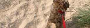 Pets “prevent” heart attacks