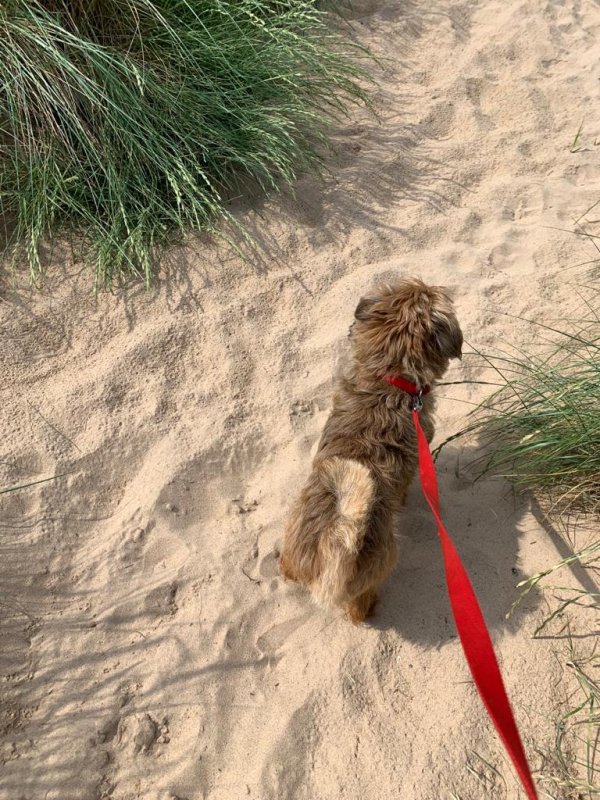 Someone taking a dog for a walk dog