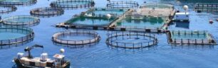 Farmed fish fed with grains “may” worsen inflammatory diseases