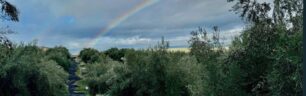 Jaén: olive oil capital of the world