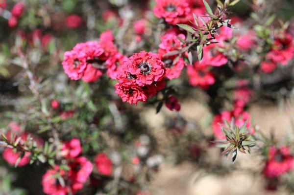 A closer look at the pink treasures of the manuka tree Pink pearl manuka tea tree