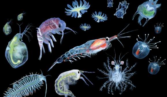 Some of the small organisms that compound plankton Plankton2