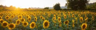 Understanding vitamin D2 & D3: benefits and differences